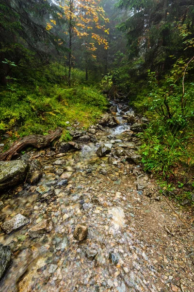 Chůze Vlhkém Mlhavém Podzimním Lese Mlhou Starými Stromy Déšť Dolů — Stock fotografie