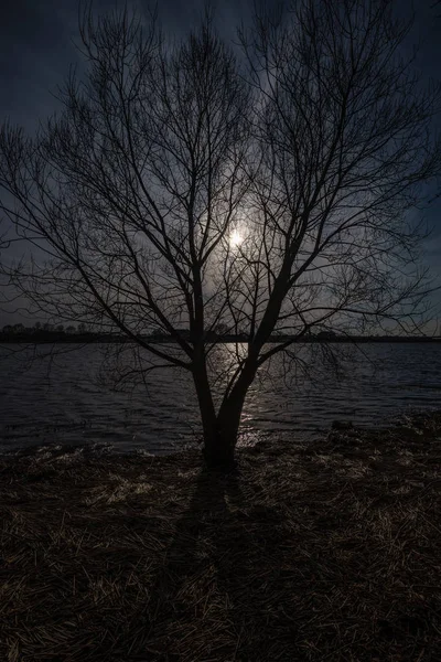 Branches Arbres Nues Dans Les Couleurs Coucher Soleil Contre Les — Photo