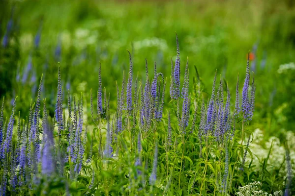 夏の晴れた日に花が咲く美しい草原 カラフルな背景 — ストック写真