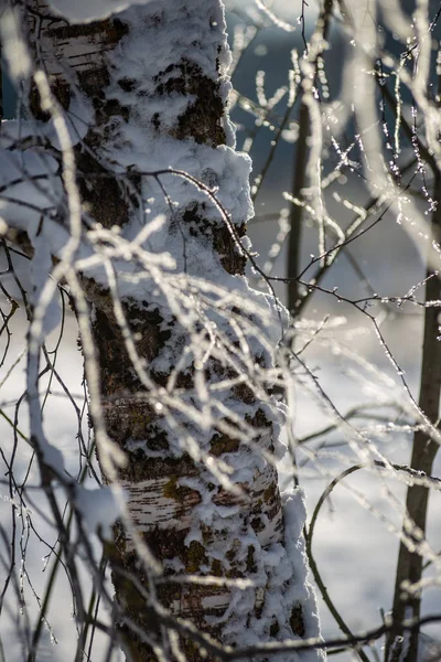 Gelée Herbe Couverte Branches Bouleau Feuilles Hiver Ensoleillé Matin Lumière — Photo