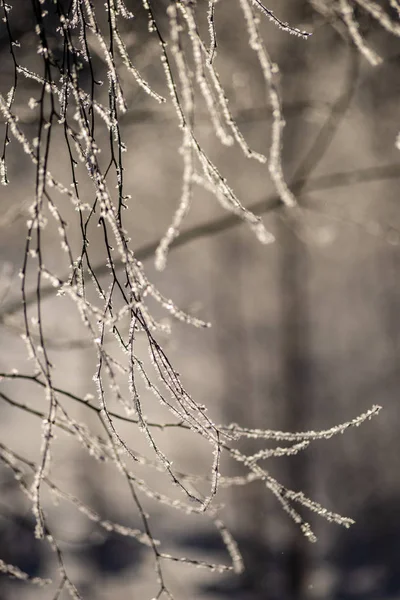 Frost Covered Grass Birch Tree Branches Leaves Sunny Winter Morning — ストック写真