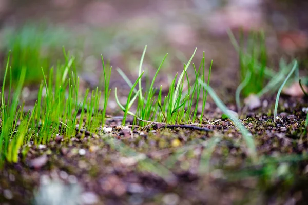 公园里第一个从赤裸的泉水土壤中生长的绿草 — 图库照片