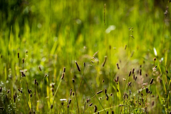 夏の晴れた日に花が咲く美しい草原 カラフルな背景 — ストック写真
