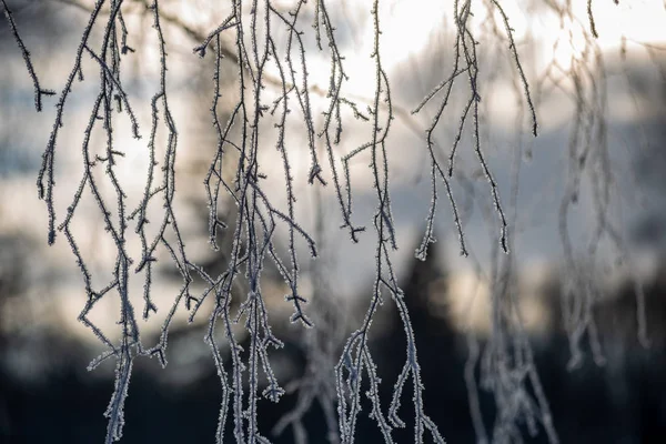 Vorst Bedekte Gras Berkenboom Takken Bladeren Zonnige Winter Ochtends Licht — Stockfoto