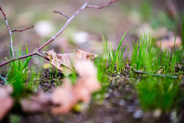 Erstes Grünes Gras Das Aus Nacktem Frühlingserde Park Wächst — Stockfoto