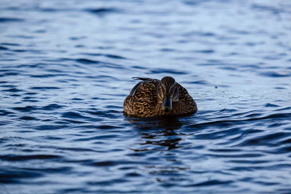 Belo Pato Nadando Água Calma Com Reflexos — Fotografia de Stock