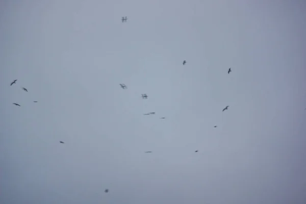 Gökyüzünde Yüksek Uçan Vahşi Kuşlar Arka Plan Bulanıklık — Stok fotoğraf