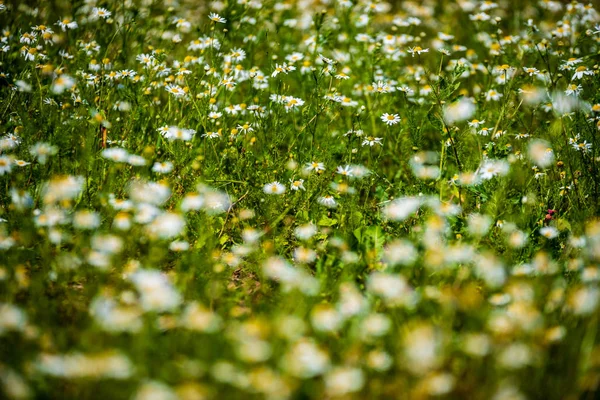 Piękne Łąki Kwitnącymi Kwiatami Słoneczny Dzień Lecie Kolorowe Tło — Zdjęcie stockowe