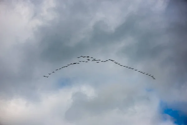 Aves Selvagens Voando Alto Céu Fundo Borrão — Fotografia de Stock