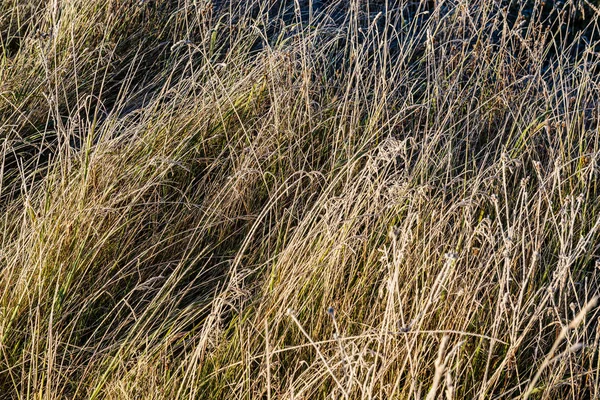 公園で晴れた冬の朝の光の中で霜覆われた草と木の葉 — ストック写真