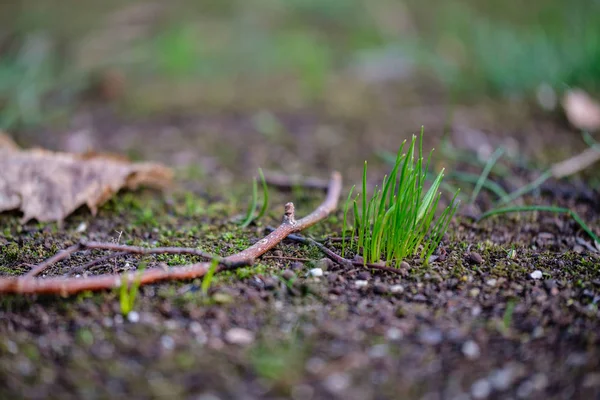 公園の裸の春の土から育つ最初の緑の草 — ストック写真