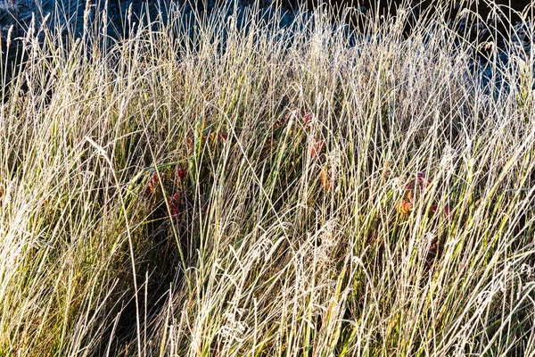 Frost Täckt Gräs Och Träd Löv Soligt Vinter Morgon Ljus — Stockfoto