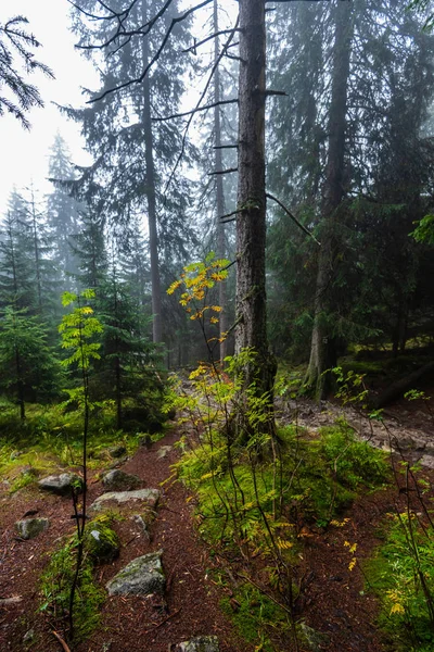 Chůze Vlhkém Mlhavém Podzimním Lese Mlhou Starými Stromy Déšť Dolů — Stock fotografie