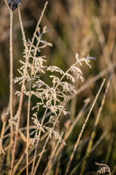 Vorst Bedekt Gras Boom Bladeren Zonnige Winter Ochtends Licht Park — Stockfoto