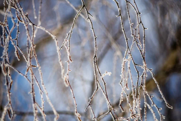 Fagy Borított Nyírfa Ágak Levelek Napsütéses Téli Reggelen Havas Parkban — Stock Fotó