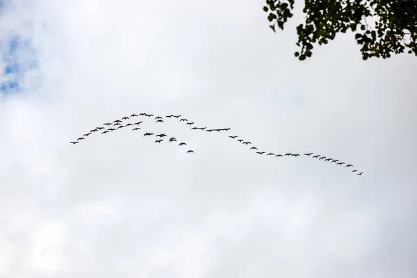 Wildvögel Fliegen Hoch Den Himmel Verschwimmen Hintergrund — Stockfoto