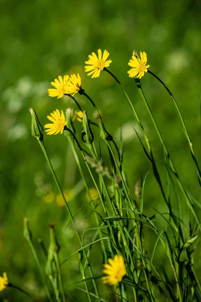 Mooie Weide Met Bloeiende Bloemen Zonnige Dag Zomer Kleurrijke Achtergrond — Stockfoto