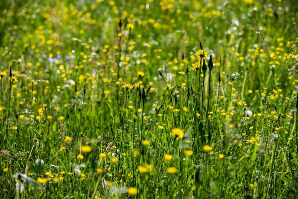 Belle Prairie Avec Des Fleurs Fleurs Dans Une Journée Ensoleillée — Photo