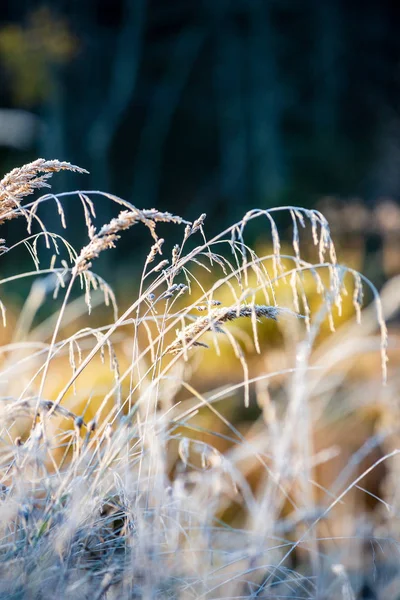 Parku Prosluněné Zimní Ranní Světlo Pokrylo Travnatou Trávu Listí Stromech — Stock fotografie