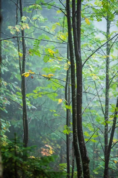 Wandelen Natte Mistige Herfst Bos Met Mist Oude Bomen Regen — Stockfoto