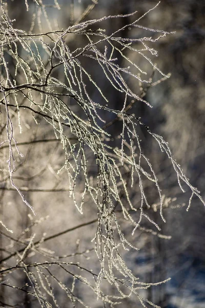 Frost Covered Grass Birch Tree Branches Leaves Sunny Winter Morning — ストック写真