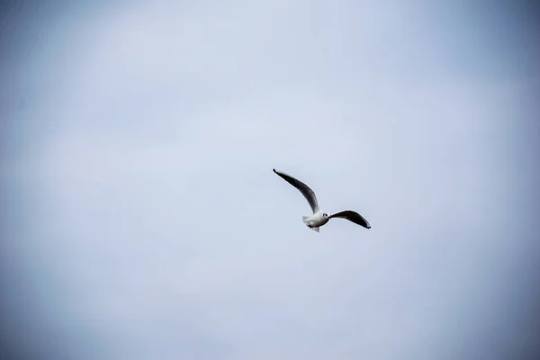 Oiseaux Sauvages Volant Haut Dans Ciel Fond Flou — Photo