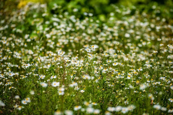 Vacker Äng Med Blommande Blommor Solig Dag Sommaren Färgglad Bakgrund — Stockfoto