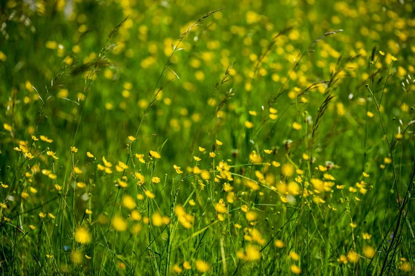 Belo Prado Com Flores Florescendo Dia Ensolarado Verão Fundo Colorido — Fotografia de Stock