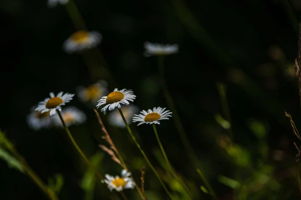 Schöne Wiese Mit Blühenden Blumen Sonnigen Sommertagen Farbenfroher Hintergrund — Stockfoto