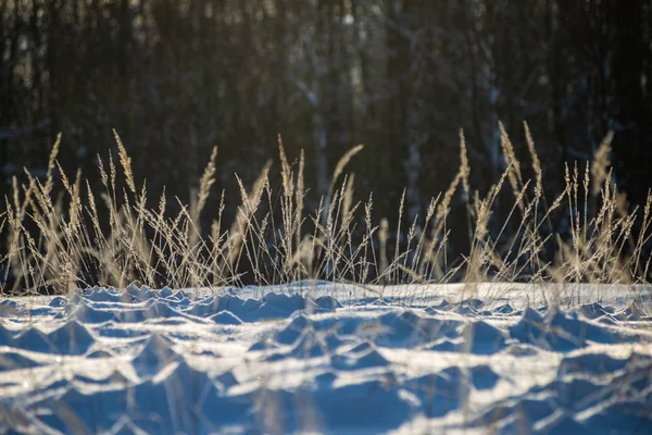 Frost Covered Grass Birch Tree Branches Leaves Sunny Winter Morning — Stock fotografie