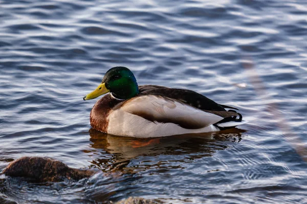 Hermoso Pato Nadando Aguas Tranquilas Con Reflejos — Foto de Stock