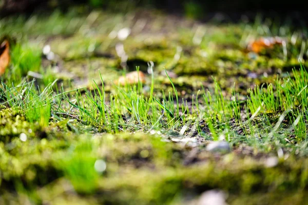 Первая Зеленая Трава Растущая Обнаженной Весенней Почвы Парке — стоковое фото