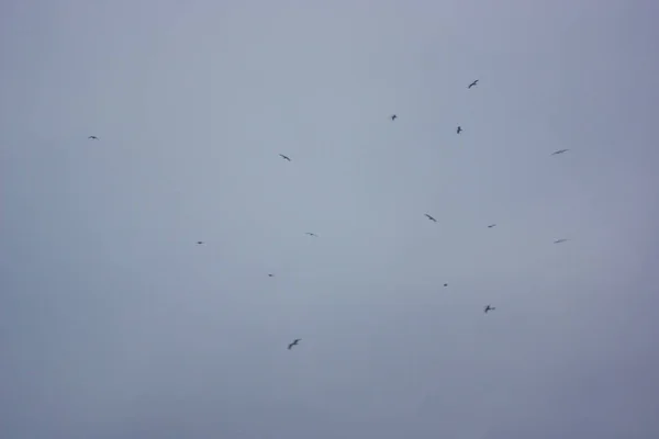 Aves Salvajes Volando Alto Cielo Fondo Borroso — Foto de Stock