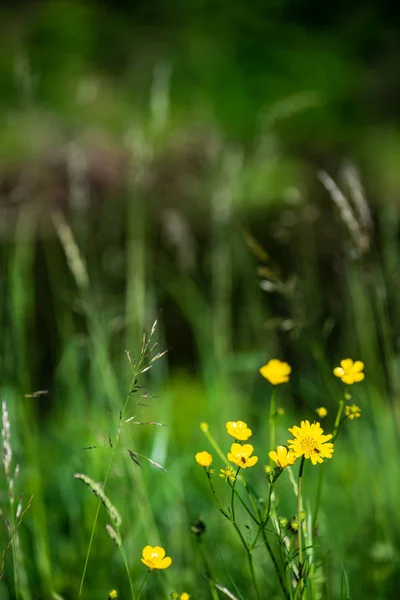 Mooie Weide Met Bloeiende Bloemen Zonnige Dag Zomer Kleurrijke Achtergrond — Stockfoto