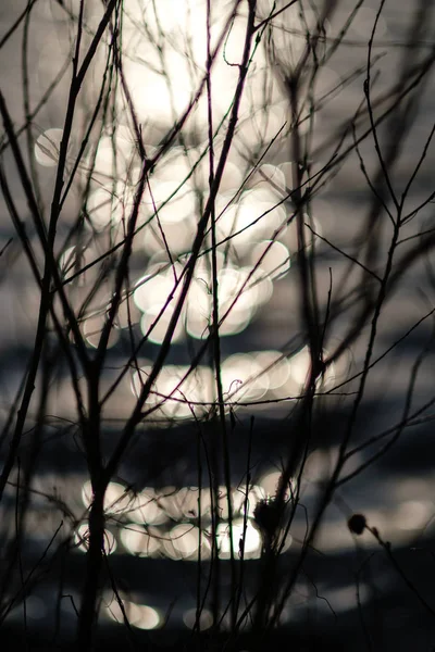 Branches Arbres Nues Dans Les Couleurs Coucher Soleil Contre Les — Photo