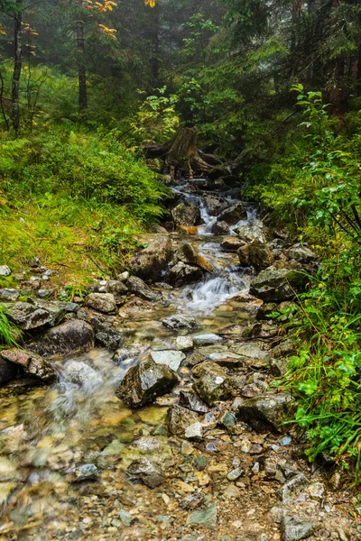 Wandern Feuchten Nebligen Herbstwald Mit Nebel Und Alten Bäumen Regen — Stockfoto