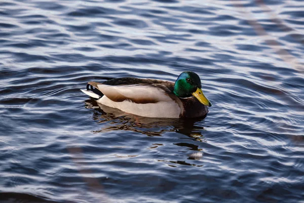 Hermoso Pato Nadando Aguas Tranquilas Con Reflejos — Foto de Stock
