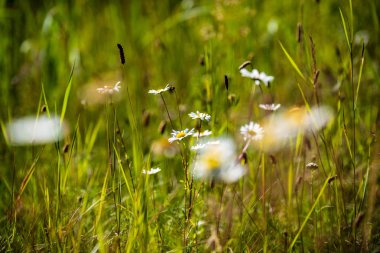 Yaz aylarında güneşli bir gün çiçeklenme çiçekler ile güzel çayır. renkli arka plan