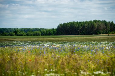 Yaz aylarında güneşli bir gün çiçeklenme çiçekler ile güzel çayır. renkli arka plan