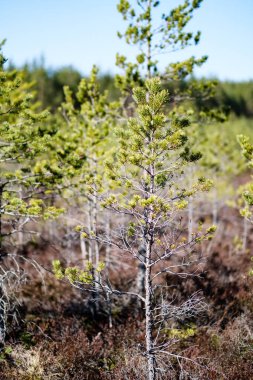 bulanık arka plan ile bataklık alanında genç çam ağaçları. güneşli bahar günü
