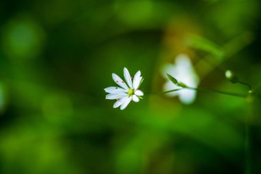 Yaz aylarında güneşli bir gün çiçeklenme çiçekler ile güzel çayır. renkli arka plan