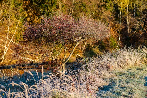 Frostbedecktes Gras Und Laub Sonnigen Wintermorgen Park — Stockfoto