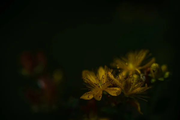 Bellissimo Prato Con Fiori Fiore Nella Giornata Sole Estate Sfondo — Foto Stock