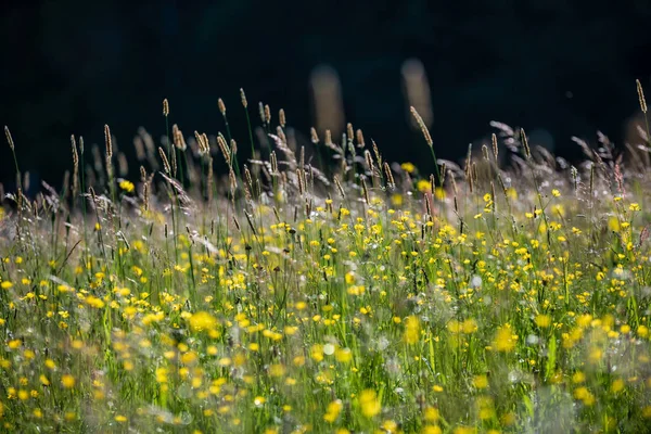 Mooie Weide Met Bloeiende Bloemen Zonnige Dag Zomer Kleurrijke Achtergrond — Stockfoto