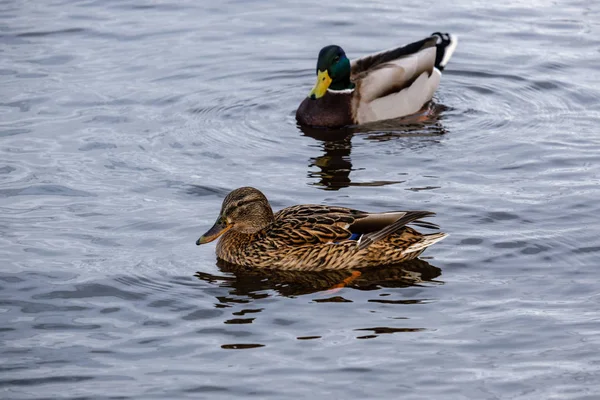 Vacker Anka Simning Lugnt Vatten Med Reflektioner — Stockfoto