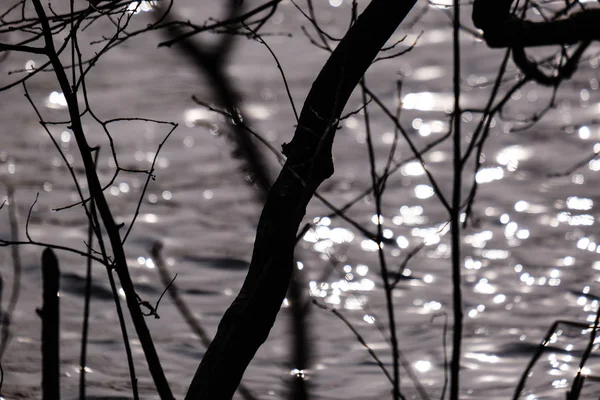 赤裸的树分支在日落颜色反对平静的闪亮的水反射 — 图库照片