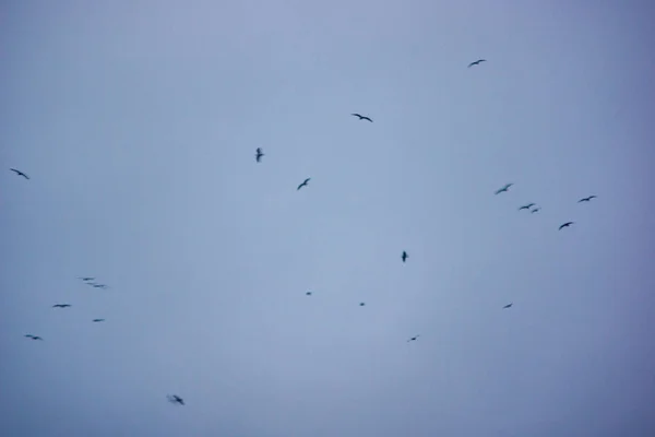 Gökyüzünde Yüksek Uçan Vahşi Kuşlar Arka Plan Bulanıklık — Stok fotoğraf