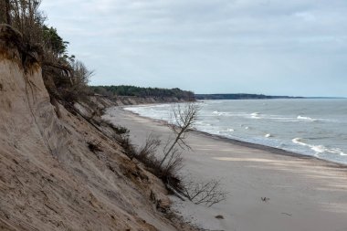kumlarda yalnız ağaçlar ve kayalar ile sonbahar boş deniz Plajı. bulutlu gün