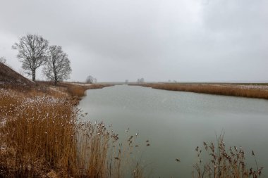 Baharda kirli orman Nehri. su eski ağaç gövdeleri ve kalan ile kontamine
