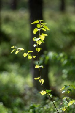 güneşli bir gün ağaç gövdeleri ile taze yeşil yaz orman yeşillik